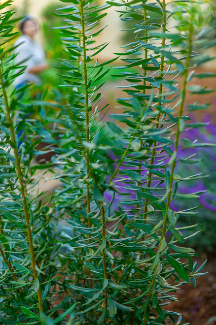 gardening ideas
