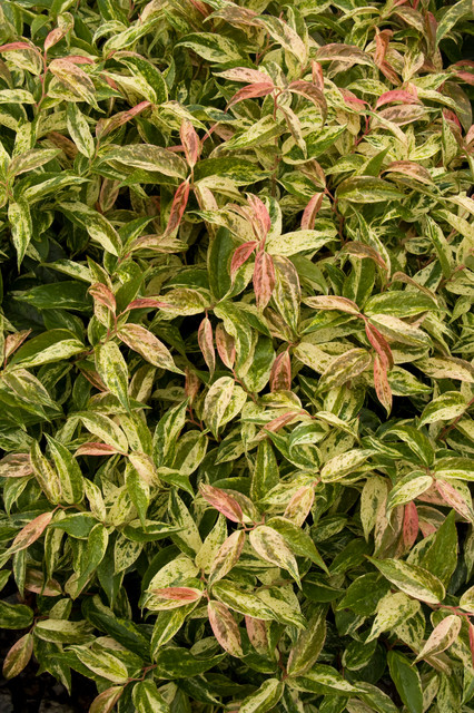 gardening ideas