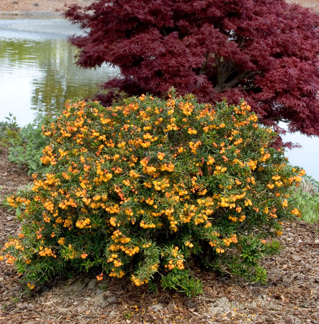 gardening ideas