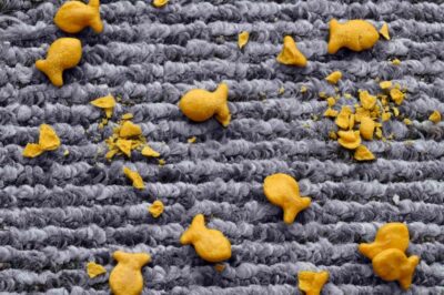 goldfish on rug