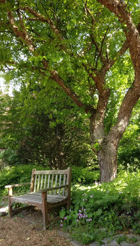tree-shade