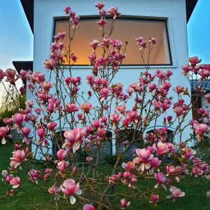 wind-resistant-trees-tulip